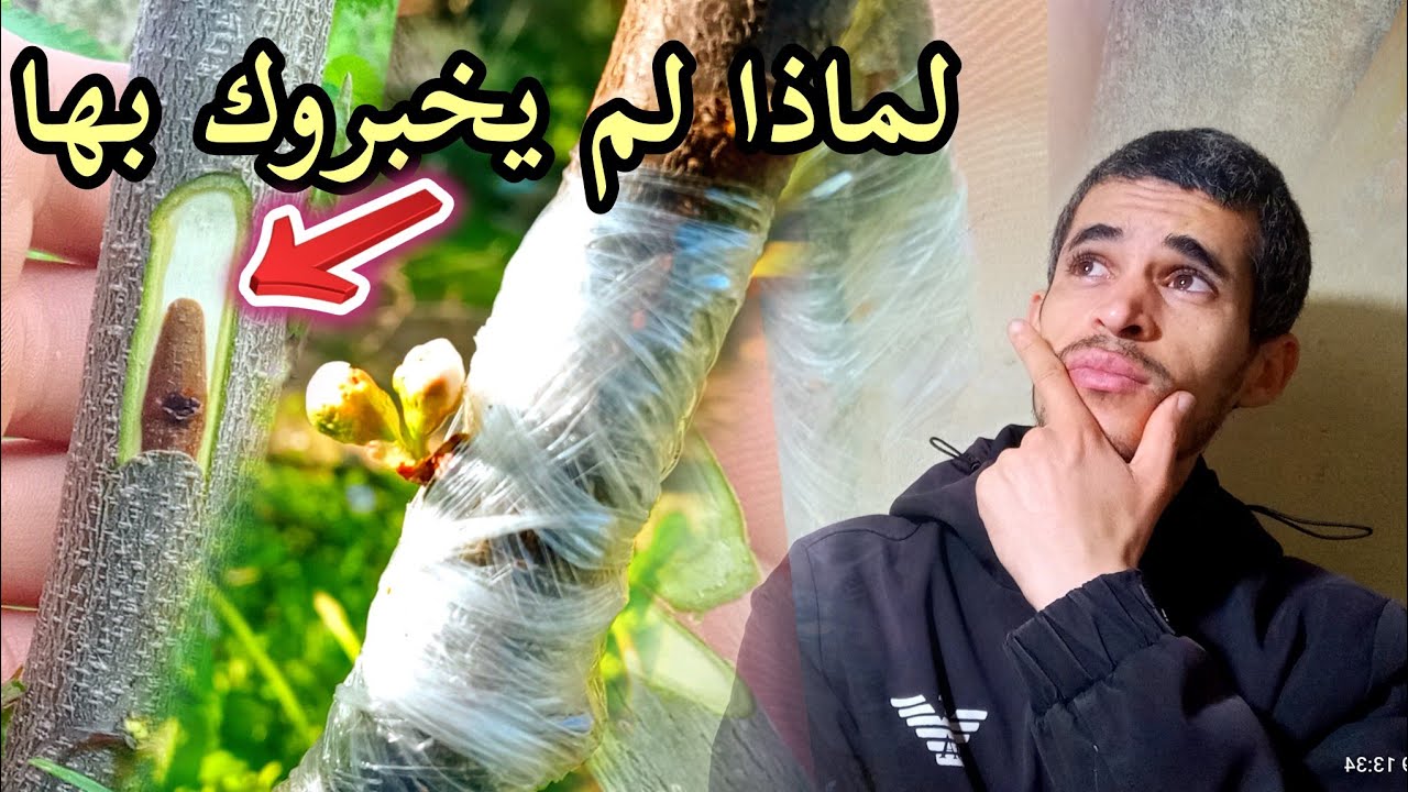 تطعيم الاشجار بالعين الخشبية طريقة تطعيم تصلح طوال العام #grafting
