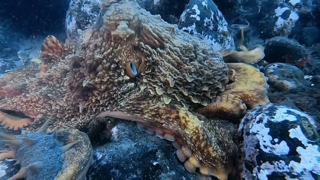 Giant Pacific Octopus Vancouver Island