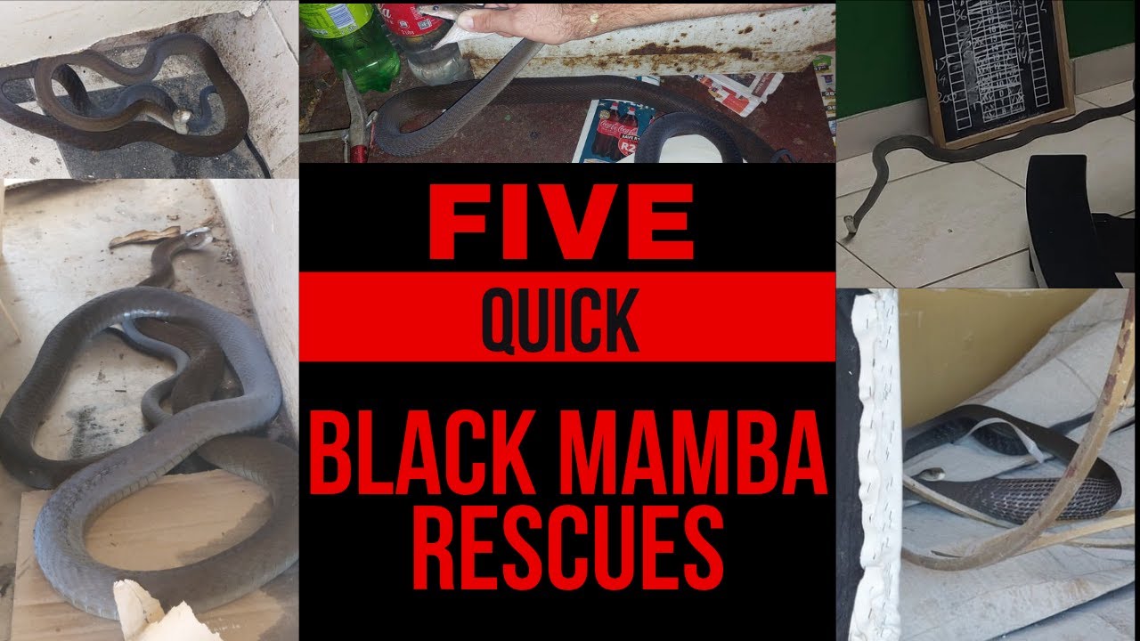 5 QUICK BLACK MAMBA RESCUES