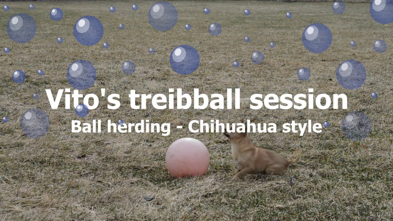 🐾  Treibball - Chihuahua style 🏐🏐🏐
