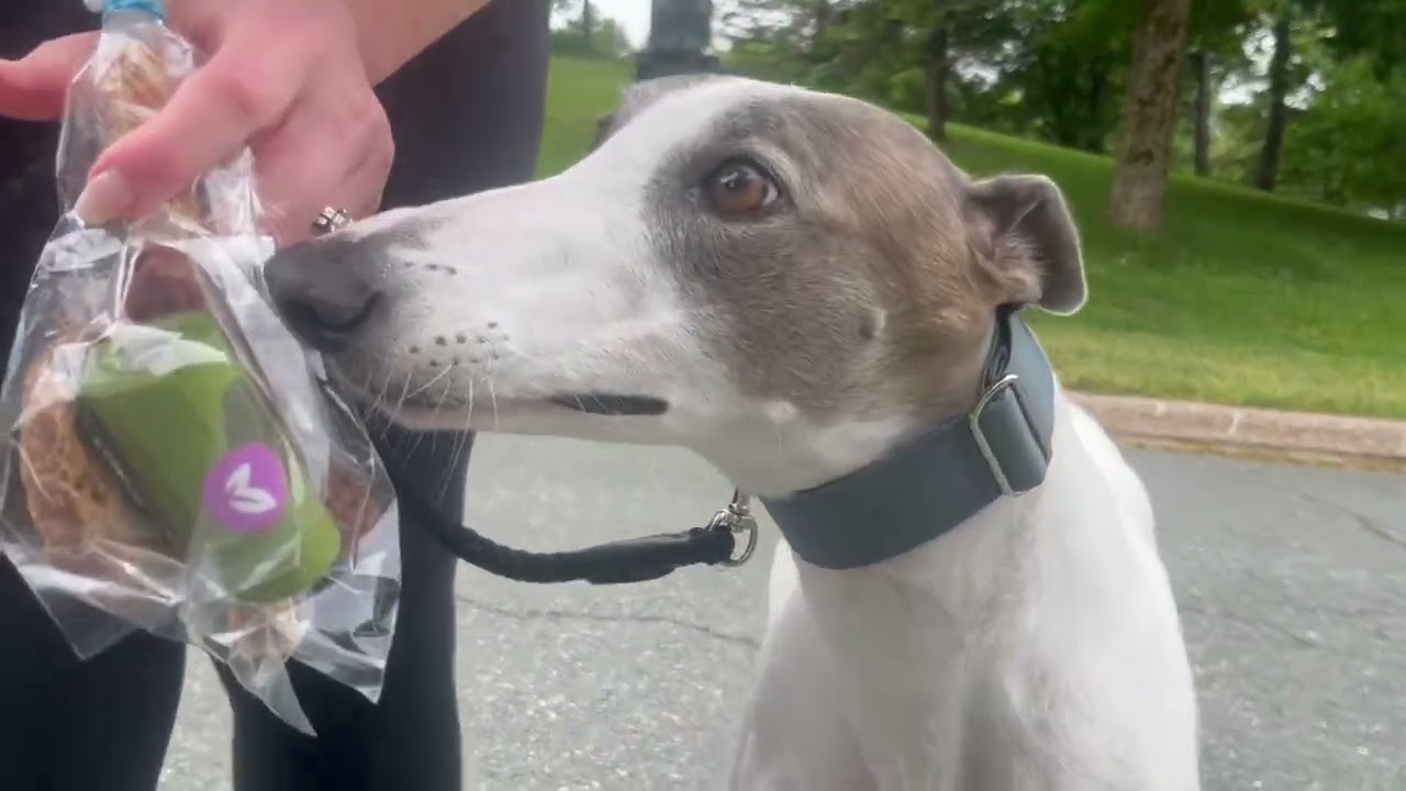 Greyhound Pets NL Canada Day Walk (JULY 2025)
