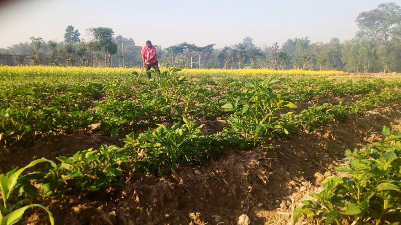 Aaj Khet Me Bohot Kaam Hai 🌾 | Nepal Village Farm Life