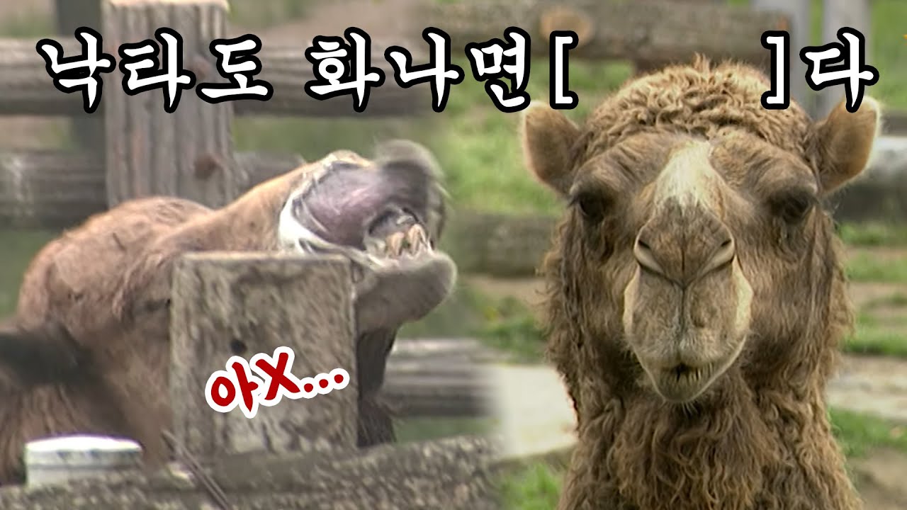 낙타도 화나면 【　　　　】다 [애니멀 스펀지], KBS 040515 방송