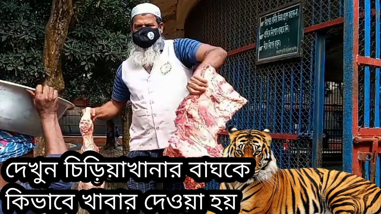 দেখুন চিড়িয়াখানার বাঘকে কিভাবে খাবার দেওয়া হয়//mohoni proda