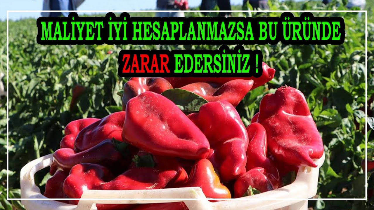 Bu Ürünü Ekerken Maliyet Hesabını İyi Yapmalısınız. 