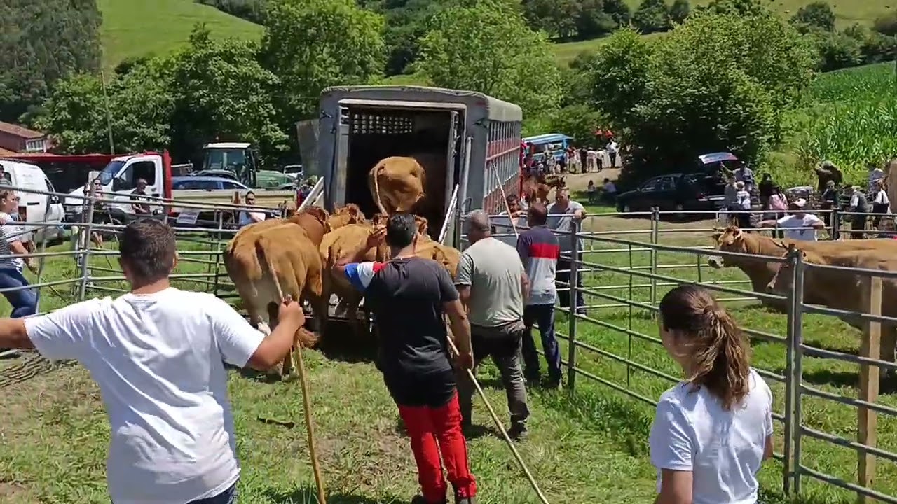 Feria de Gandarilla. Recogiendo el Ganado. (Video Corto).