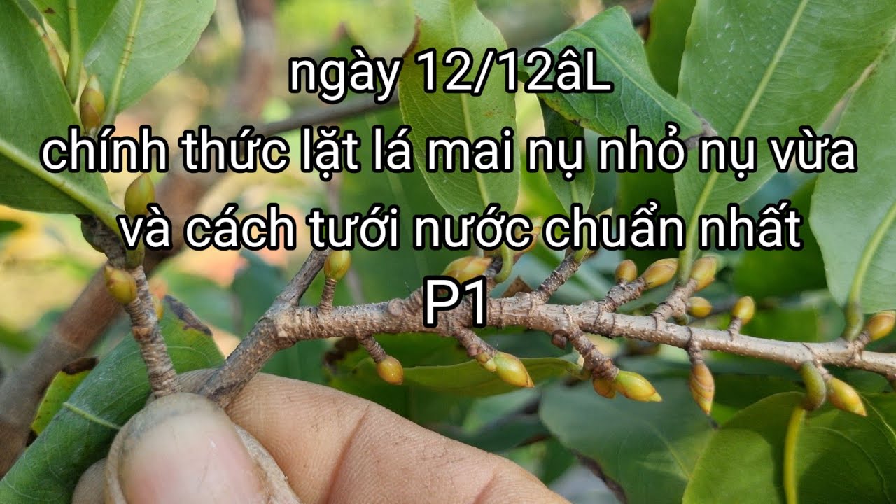 muốn lặt lá mai nở đúng tết rất đơn giản!chỉ cần nắm vững 3 yếu tố này.