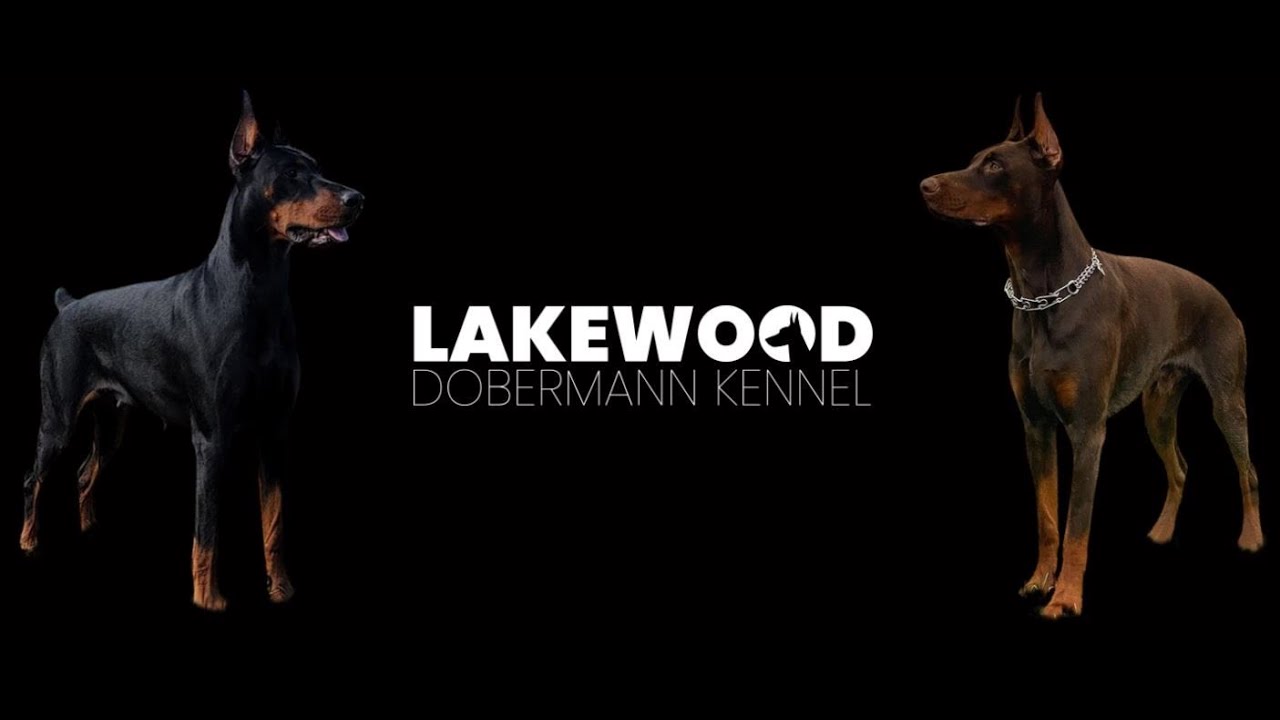 Lakewood Dobermann Kennel. Champion European Doberman Breeder located in Miami Florida.