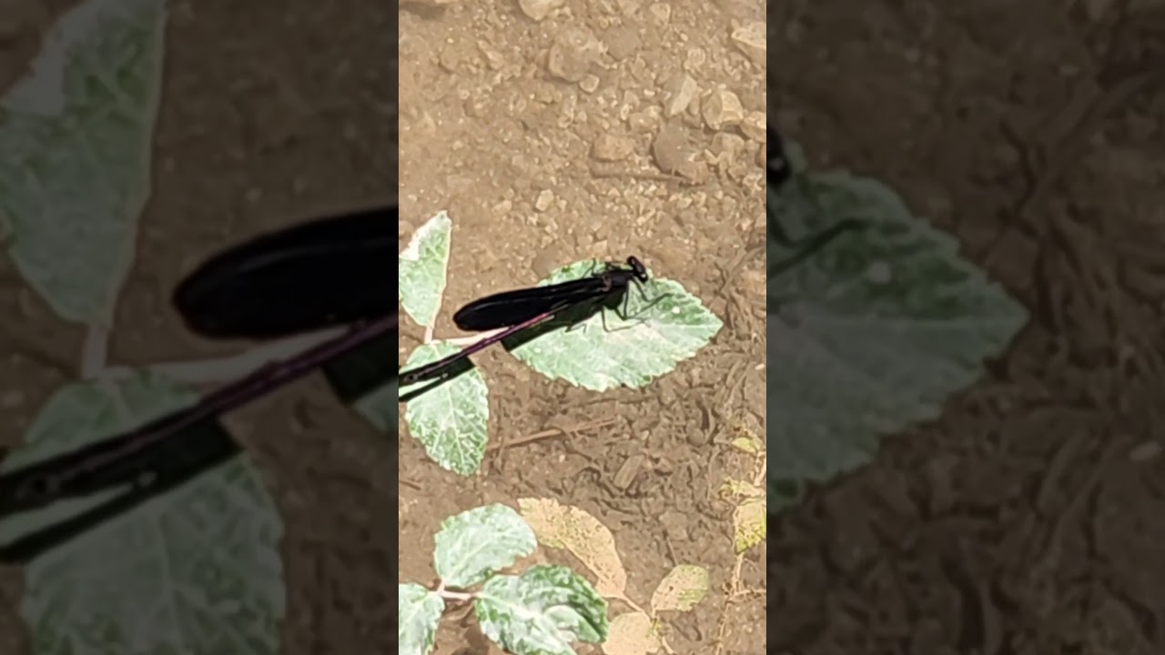 A Black Dragonfly poaching on a leaf towards a plank bridge, BARRAGE DE BIMONT, France EU (8/3/2025)