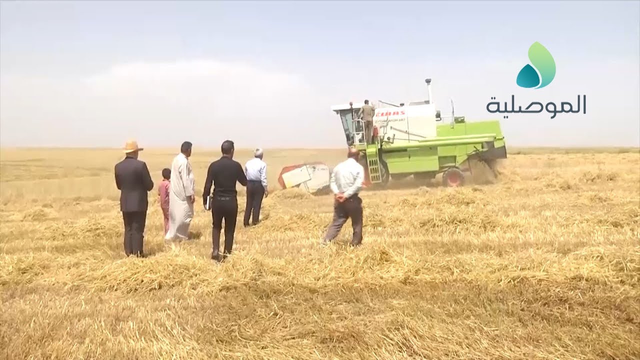 مدير زراعة نينوى يشرف على عمليات الحصاد في النمرود ويتوقع ان يصل محصول الحنطة الى 57 الف طن