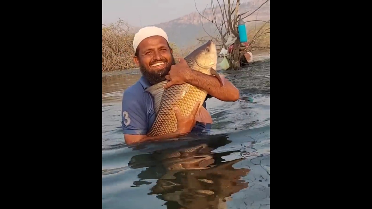 BiG Rohu Fish Catching|    #Shorts#Youtubeshorts#Shortvideos#Rohufish