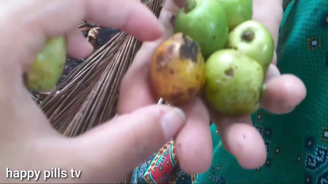 MILYONARYO?sa pagtatanim ng GMELINA?? Posible kaya?/can u Be a millionaire in planting GMELINA tree?