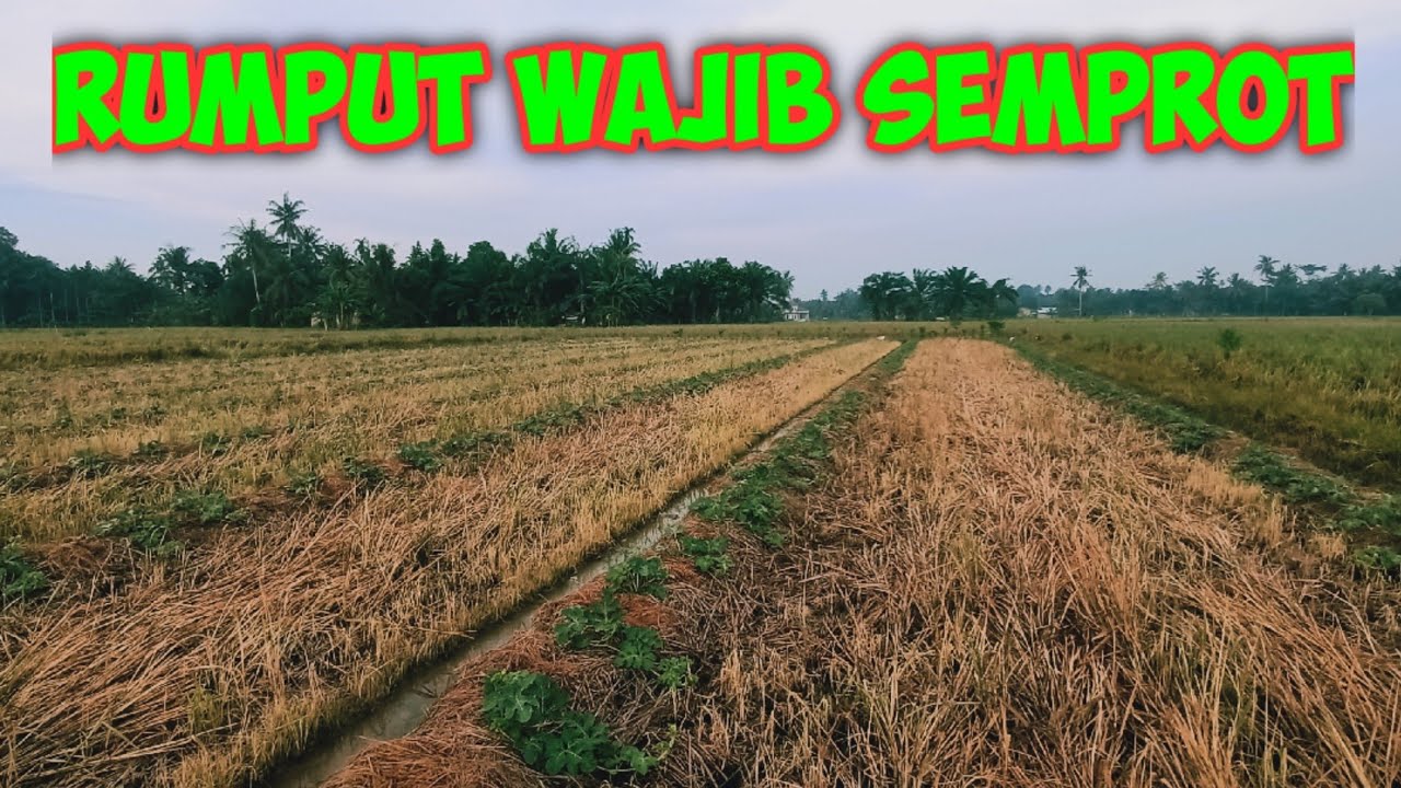 (9) PENYEMPROTAN RUMPUT DI HALAMAN SEMANGKA