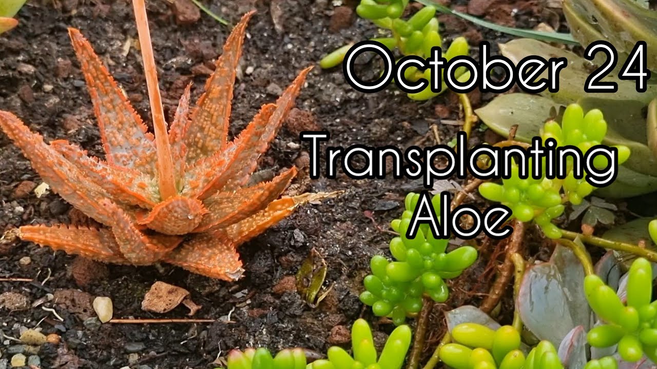 Transplanting my Orange Aloe in the garden