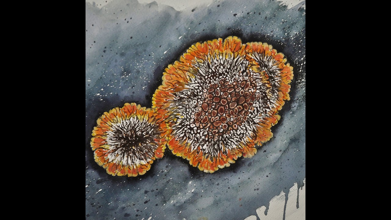 LICHEN - Symbiosis (Full EP)