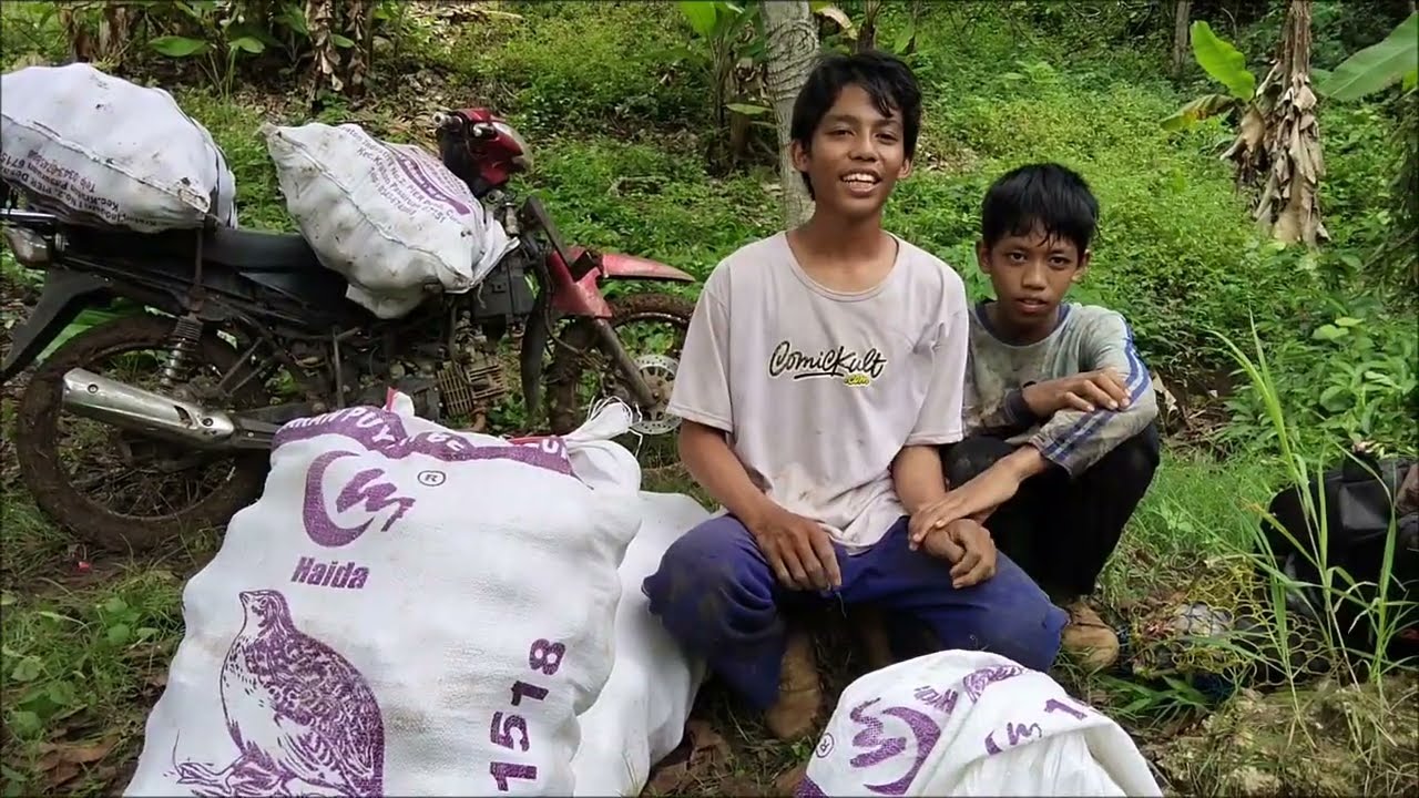 Kegiatan panen alpukat di kebun bersama sama 