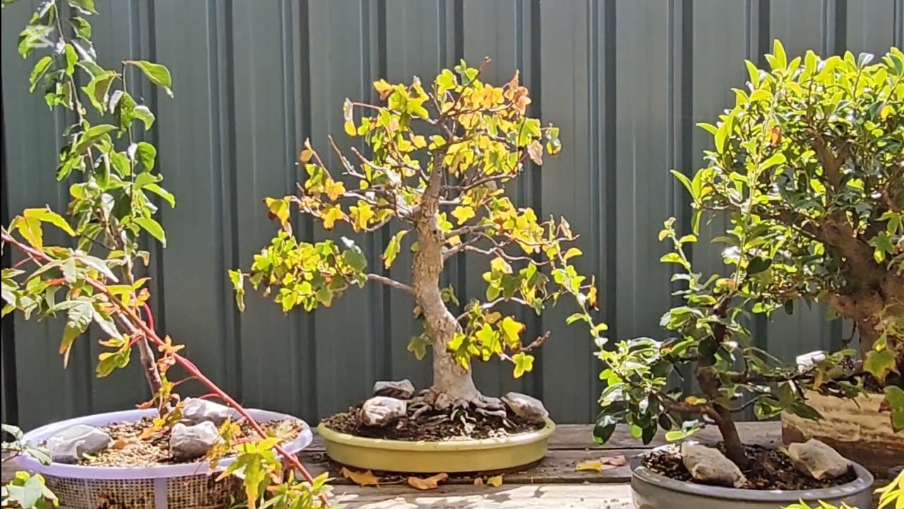 Autumn stroll around the bonsai benches. April 29th, 2025.