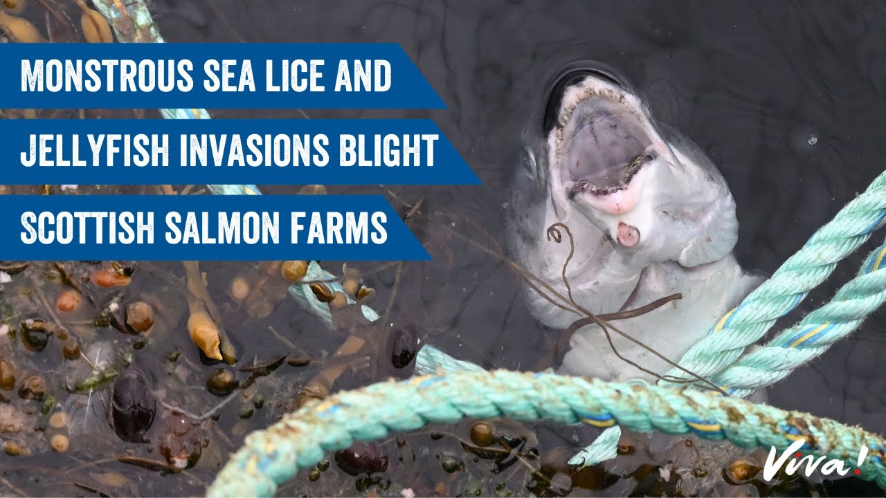 Monstrous sea lice and jellyfish invasions blight Scottish salmon farms!