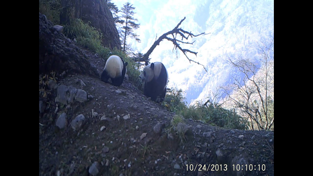 Baby Panda & Mom Caught on Camera | WWF