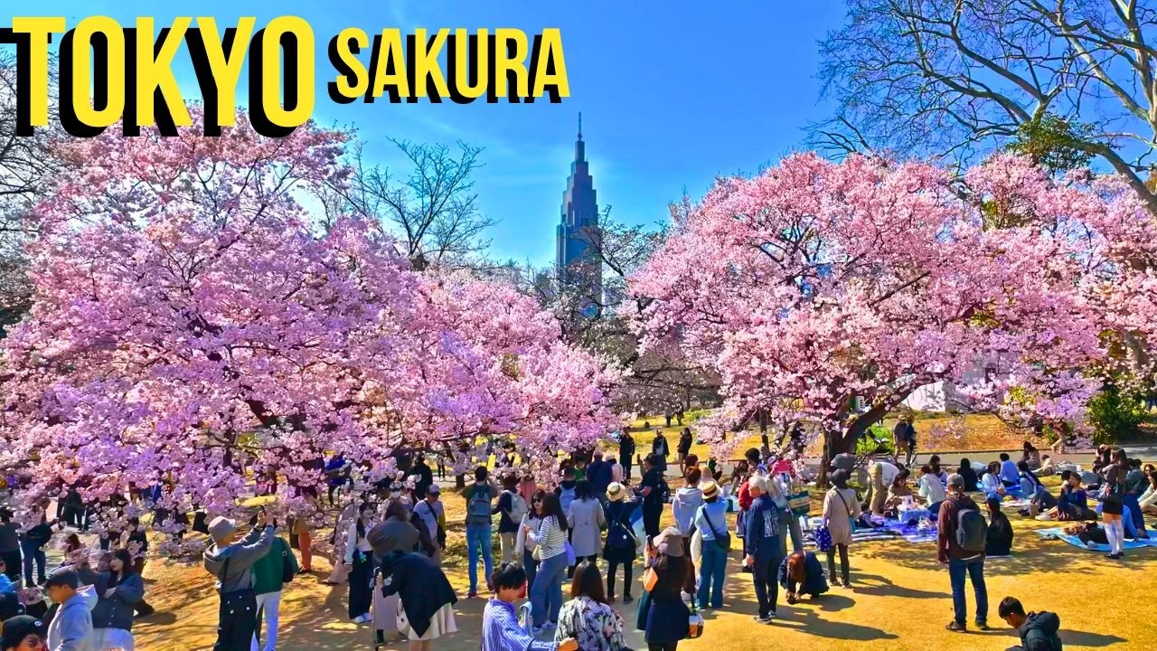 😍I Could Watch This Forever&hellip; | Full Bloom Sakura at Shinjuku Gyoen in Shinjuku, Tokyo Jp  2026 4kHDR