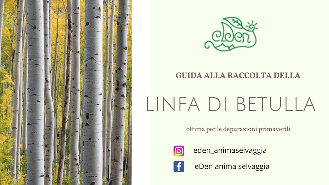 Come raccogliere la linfa di Betulla