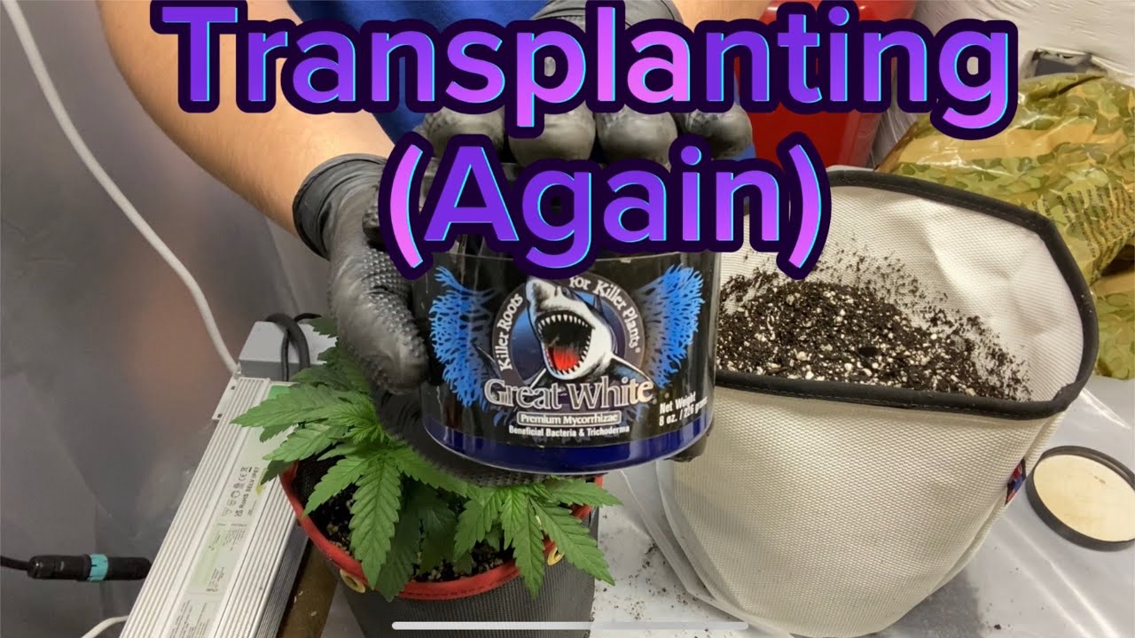 Transplanting from One Gallon to Three Gallon Containers