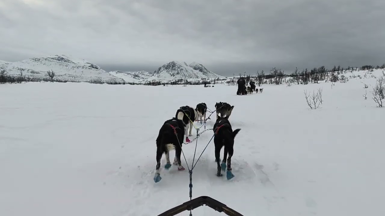 My Husky Sled Buddy Gave Me the Best Ride - Go West 👍