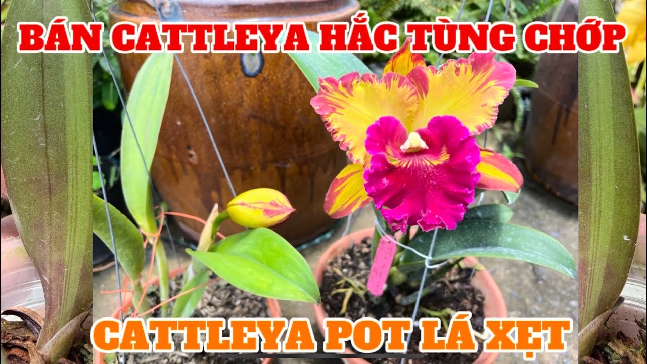 Lan Cattleya hắc tùng chớp, Cattleya pot lá xẹt-0834608769-LAN RỪNG LÂM ĐỒNG@lanrunglamdong 