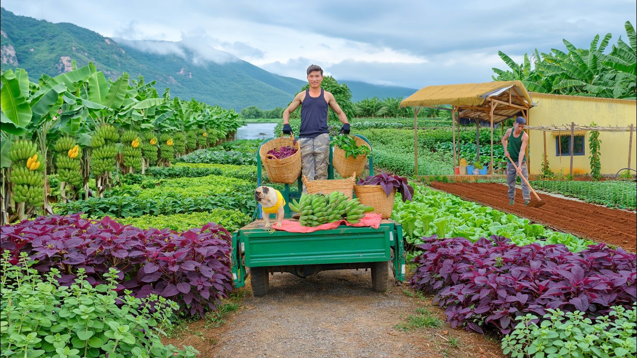 Harvest A Three-Wheel Cart Of Sweet Leaf, Red Amaranth, Bananas From My Farm To Sell At The Market