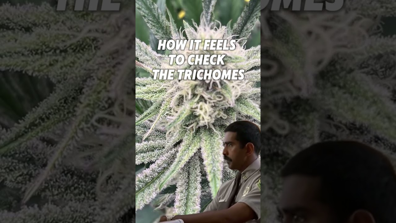 I bet Farva never checked the trichomes 😅