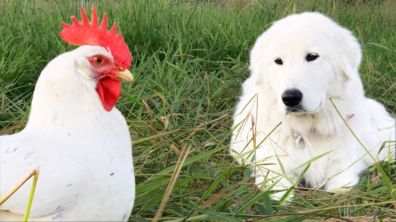 You Want This Dog Guarding Your Birds | Maremma Livestock Guardian Dog