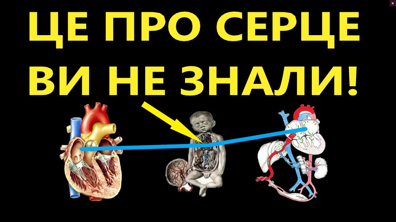 Камери серця. Анатомія серця.