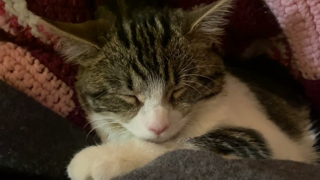 😴 the coziest of kitten naps
