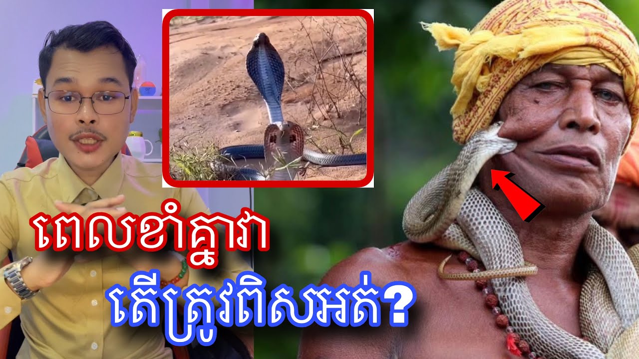 តើពស់ពិសខាំគ្នាអាចមានឱកាសត្រូវពិសដែរឬទេ មានចម្លើយ l Mr.Veasna