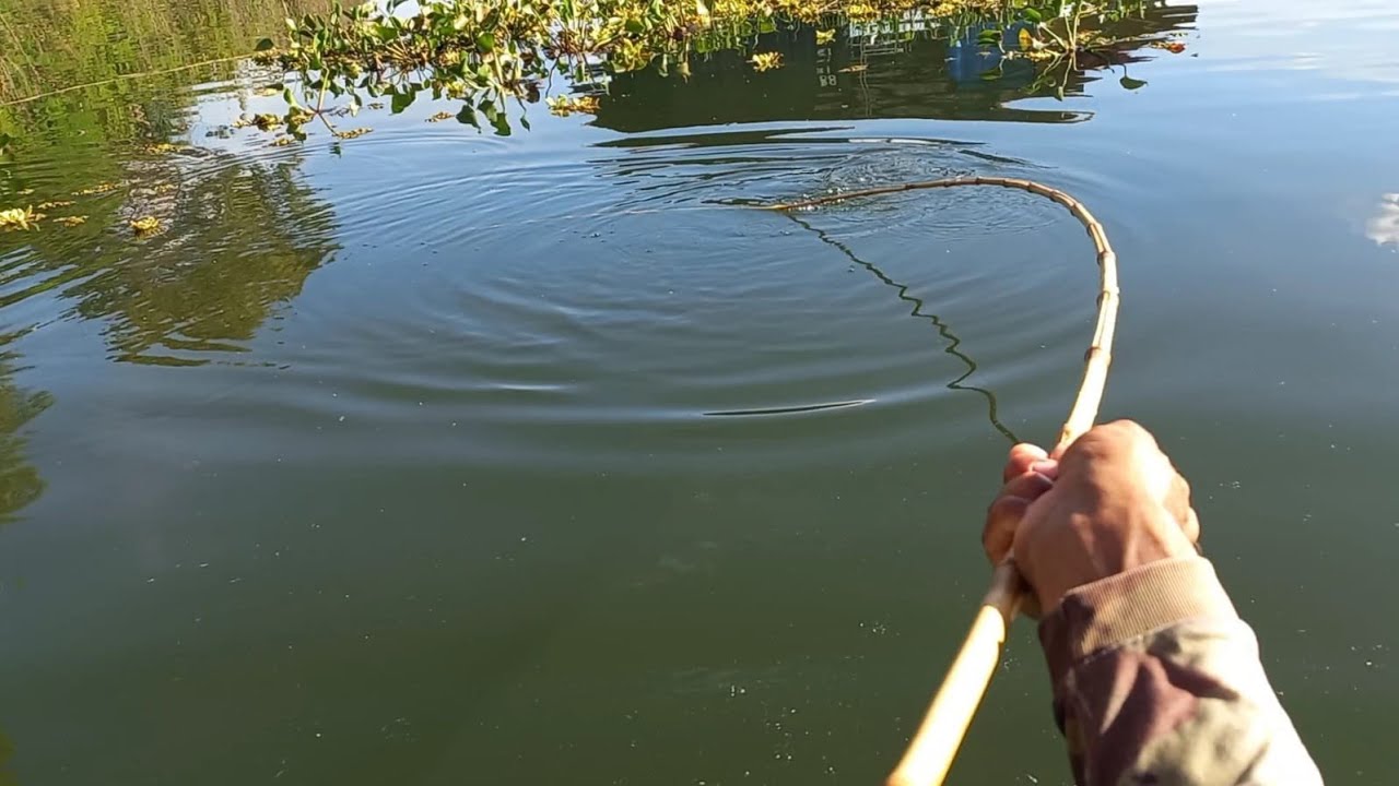 Pescaria de tucunaré e Piau no Rio turvo Tem muito peixe chega ser incrível o que aconteceu