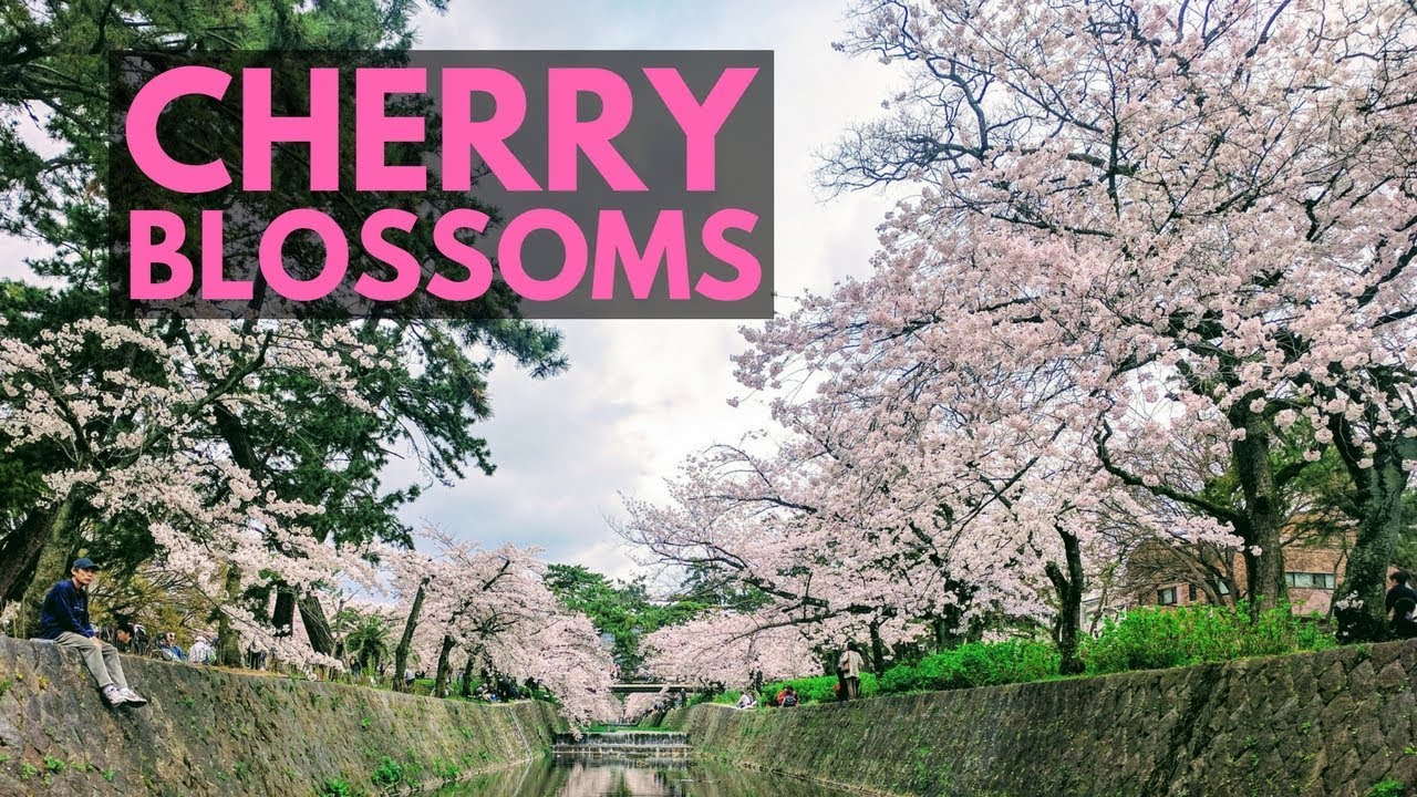Shukugawa Park Best Cherry Blossom Sakura Spot in Hyogo | Japan Vlog 10 | Lin Nyunt