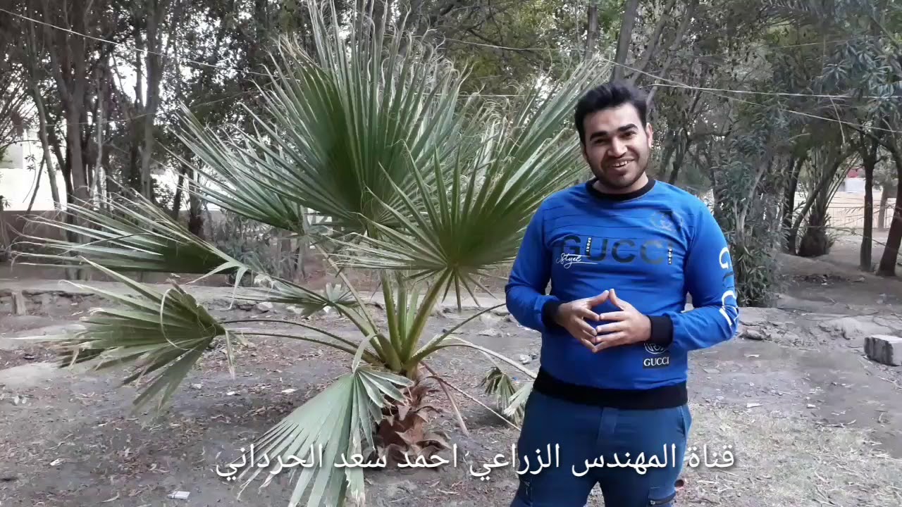 مميزات نخلة واشنطونيا الجميلة والأنيقة 😍