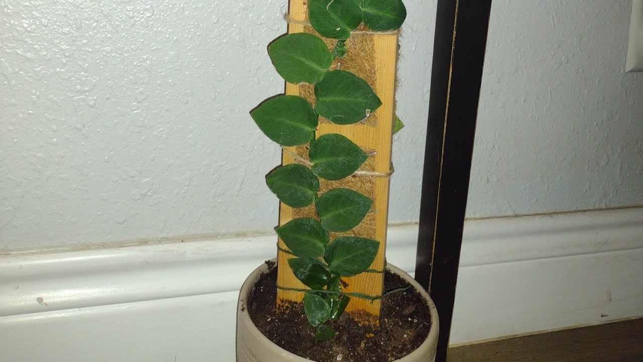 New plank for my New Shingle Plant aka Rhaphdophora Hayi!