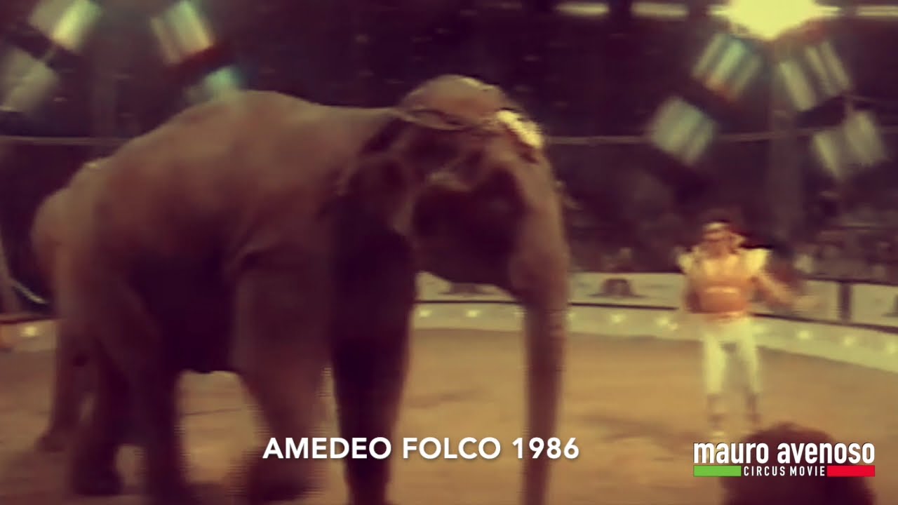Amedeo Folco con elefanti e cavalli insieme (1986)