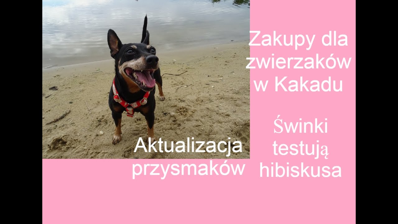 Pies na plaży #wakacje