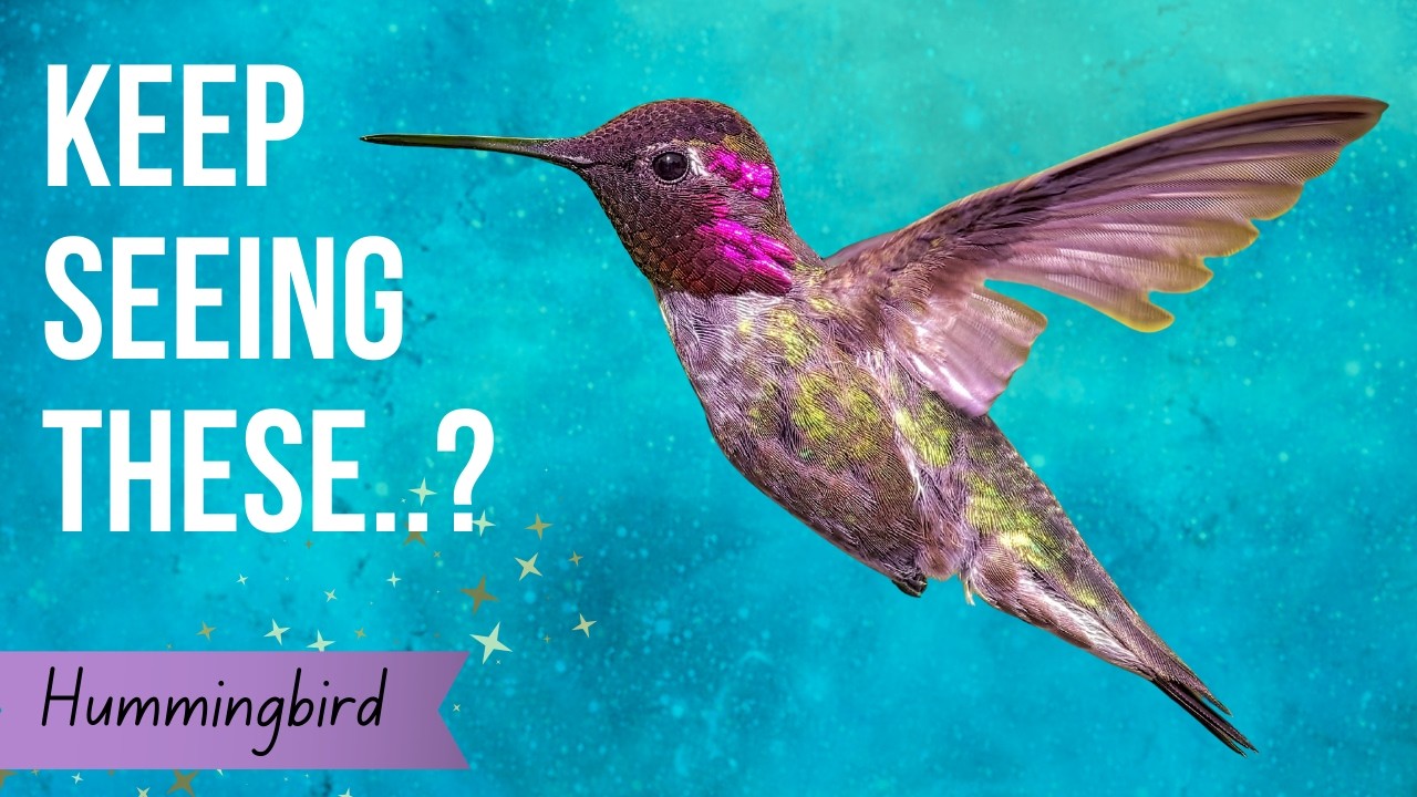 Hummingbird Spiritual Meaning. Why This Tiny Bird Keeps Appearing
