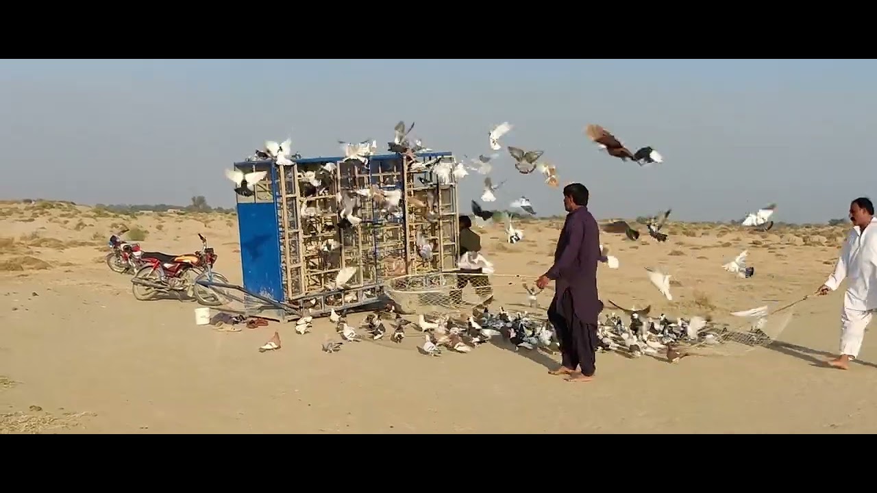 donon partiyon Mein Jabardast Mukabala hua Kabootar acche Lade
