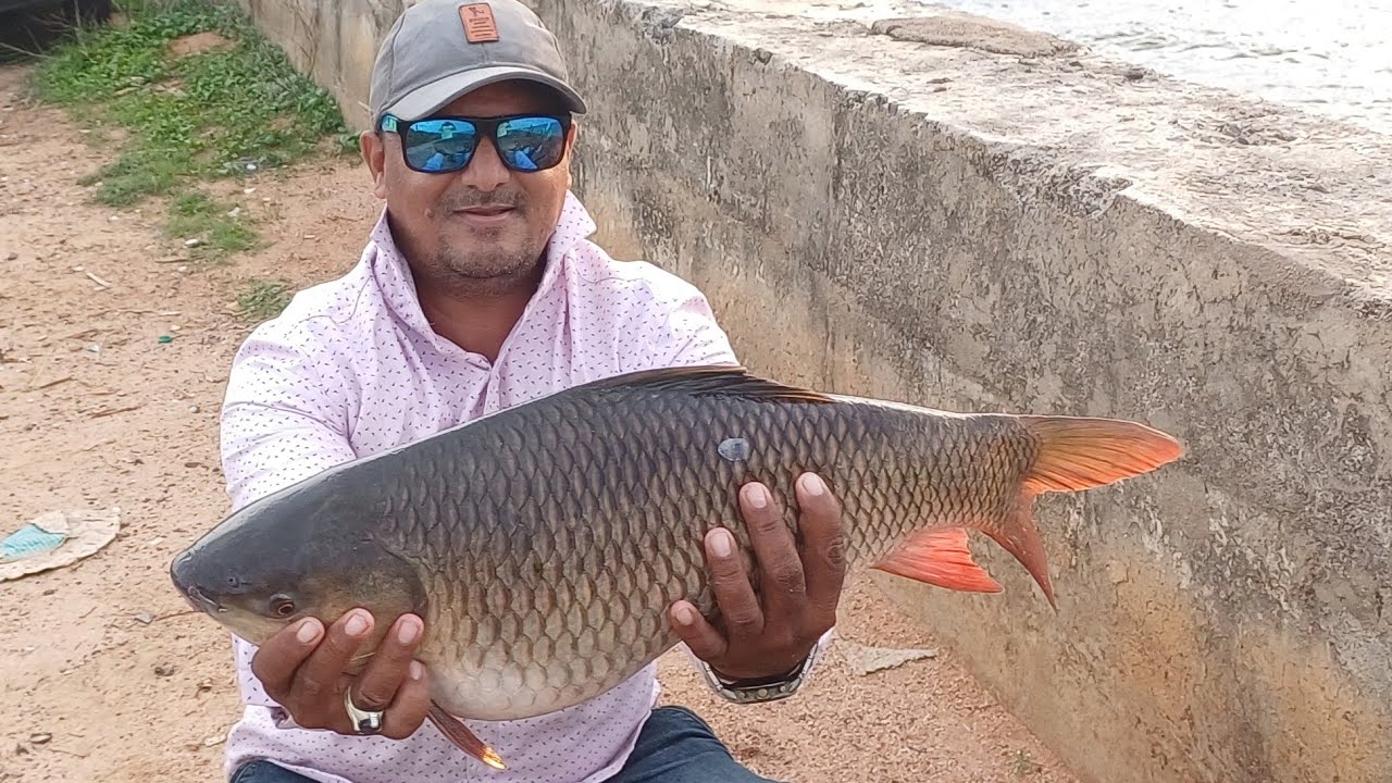 @fishing in singur dam Big Rohu fish catch in a bunch