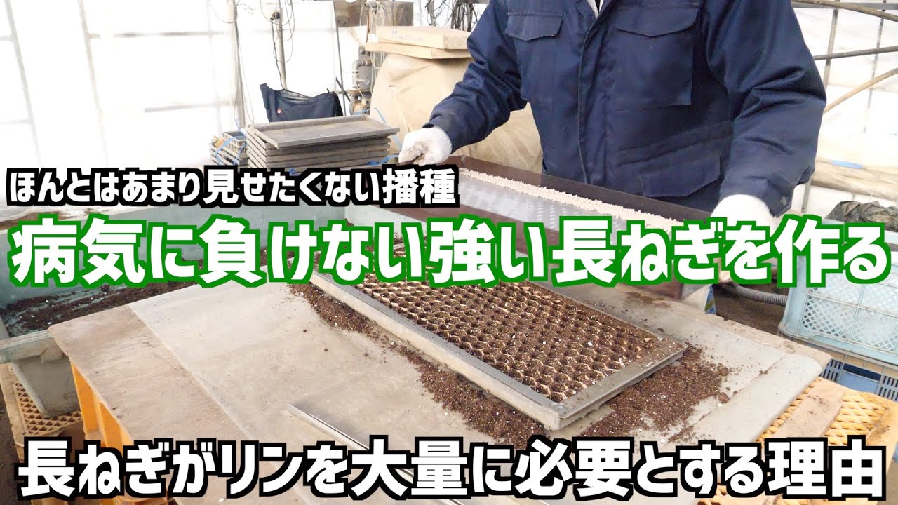 増収につながる！長ねぎ栽培でリンが必要な理由。病気に負けない強い長ねぎ栽培シリーズ。チェーンポットCP303の使い方。長ねぎの播種のやり方講座
