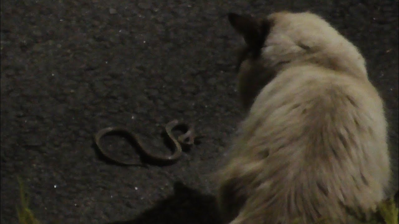 Cat hunts snake