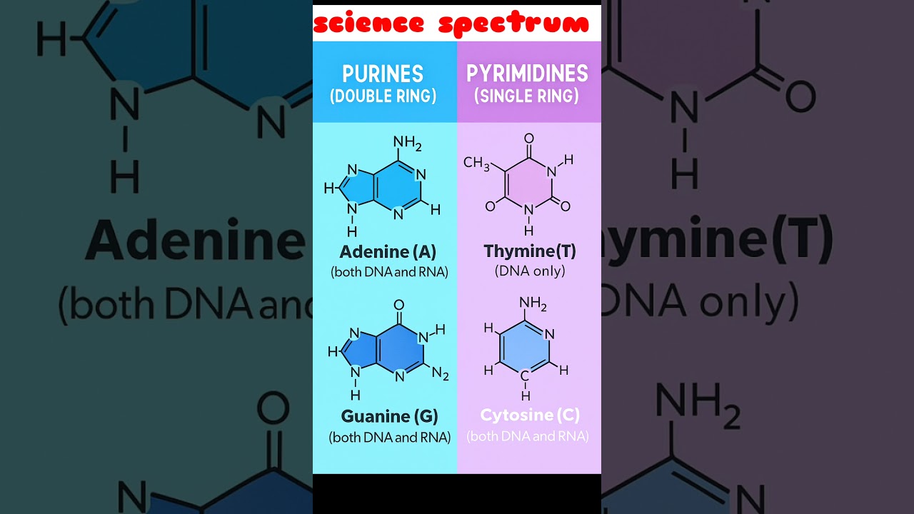 DNA Secrets: Adenine to Uracil  DNA Code A, T, G, C, U | Purines vs Pyrimidines | Science Spectrum