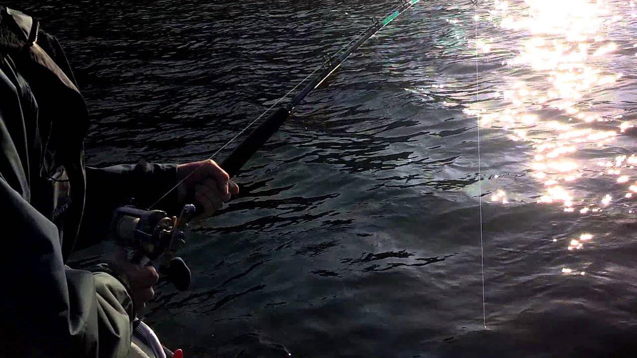 11kg Halibut in Lavangen Norway
