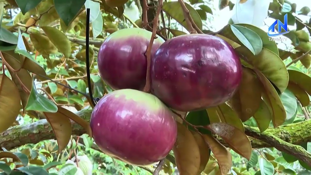 Vú sữa Mica vào mùa Tết | TayNinhTV