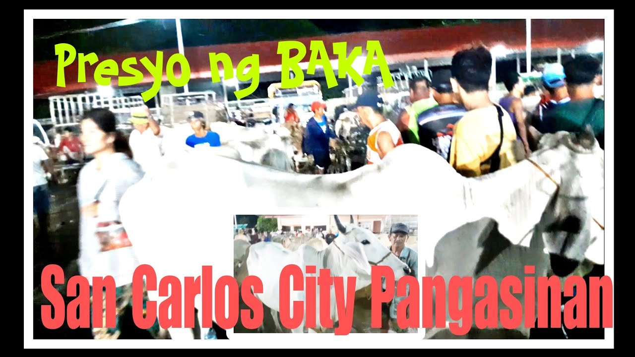 PRESYO NG BAKA SA SAN CARLOS CITY LIVESTOCK MARKET 8/27/23 #marketday #livestockmarket #palengke