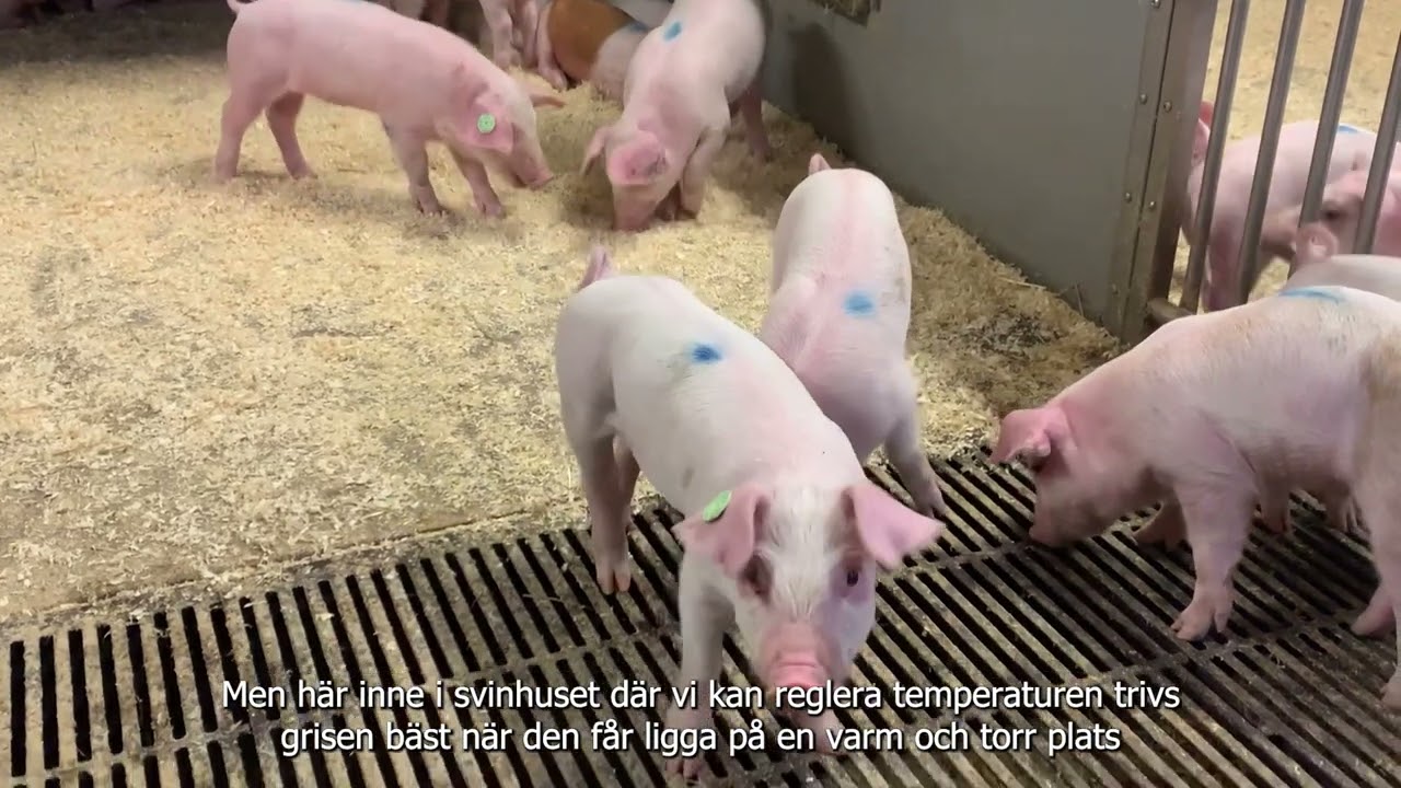 Farmer Time Finland: Sm&aring;grisproduktion i Malax